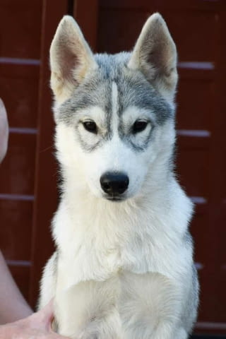 Сибирско хъски кученца Siberian Husky, Vaccinated - Yes, Dewormed - Yes - city of Izvun Bulgaria | Dogs - снимка 10