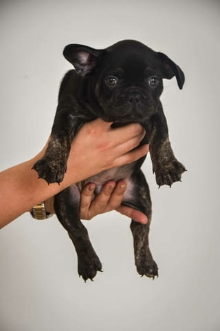 Френски булдог кученца за продажба Ваксинирано - Да, Обезпаразитено - Да, С чип - Да - град Извън България | Кучета - снимка 2