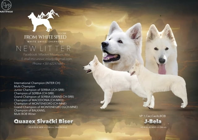 Бяла швейцарска овчарка кученца White Swiss Shepherd, Vaccinated - Yes, Dewormed - Yes - city of Izvun Bulgaria | Dogs - снимка 2