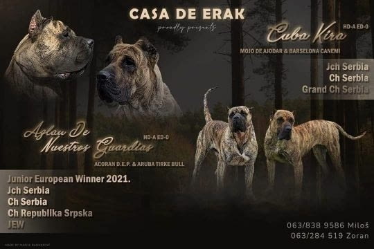 Преса Канарио кученца Другa, Ваксинирано - Да, Обезпаразитено - Да - град Извън България | Кучета - снимка 1