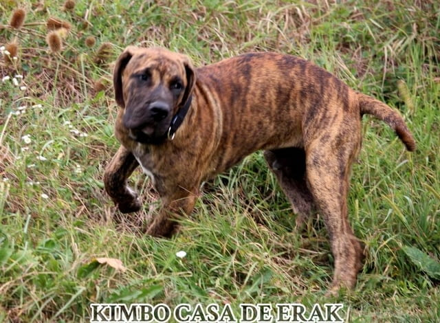 Преса Канарио кученца Другa, Ваксинирано - Да, Обезпаразитено - Да - град Извън България | Кучета - снимка 3
