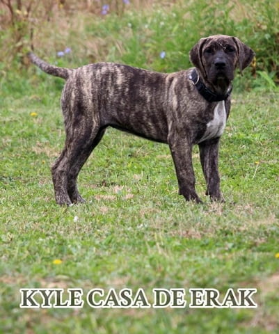 Преса Канарио кученца Другa, Ваксинирано - Да, Обезпаразитено - Да - град Извън България | Кучета - снимка 4