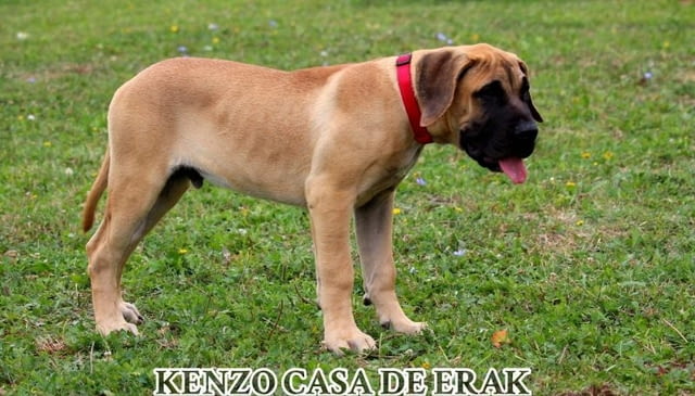 Преса Канарио кученца Другa, Ваксинирано - Да, Обезпаразитено - Да - град Извън България | Кучета - снимка 7