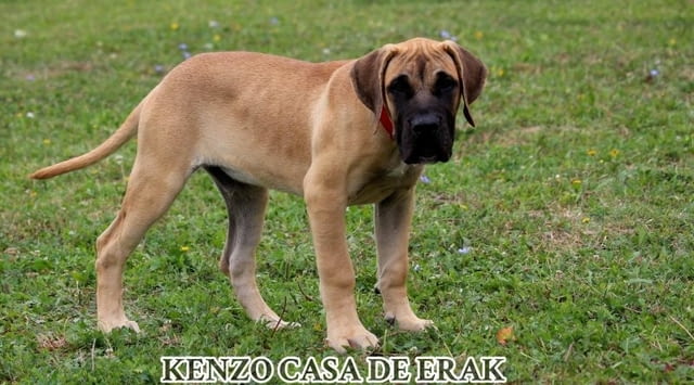 Преса Канарио кученца Другa, Ваксинирано - Да, Обезпаразитено - Да - град Извън България | Кучета - снимка 8