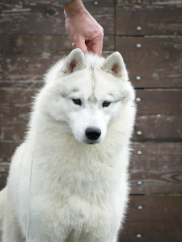 Сибирско хъски мъжки за продажба Обезпаразитено - Да, С чип - Да - град Извън България | Кучета - снимка 1