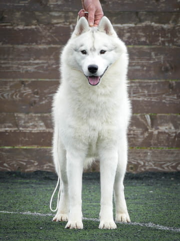 Сибирско хъски мъжки за продажба Siberian Husky, Dewormed - Yes, With Chip - Yes - city of Izvun Bulgaria | Dogs - снимка 2