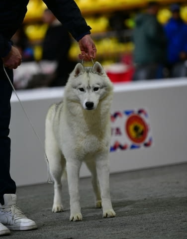 Сибирско хъски мъжки за продажба Siberian Husky, Dewormed - Yes, With Chip - Yes - city of Izvun Bulgaria | Dogs - снимка 3