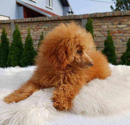 Пудел кученца за продажба Пудел той, Ваксинирано - Да, Обезпаразитено - Да - град Извън България | Кучета - снимка 2
