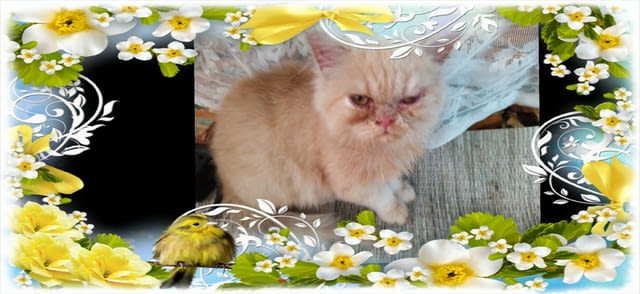 Промоция персийски дългокосмести малки котета златна чинчила зелени очи разкошни чаровни любимци! - снимка 1