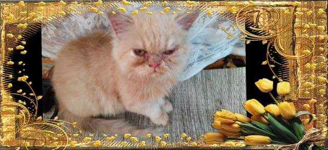 Промоция персийски дългокосмести малки котета златна чинчила зелени очи разкошни чаровни любимци! - снимка 2