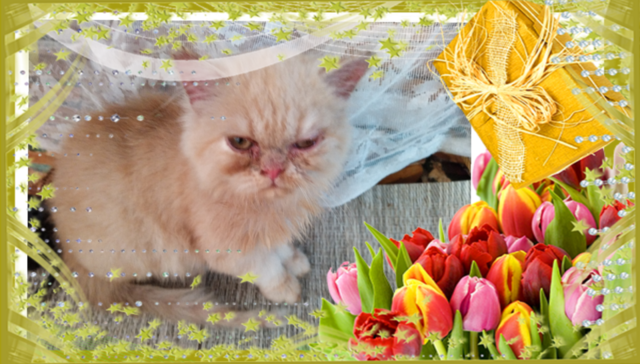 Промоция персийски дългокосмести малки котета златна чинчила зелени очи разкошни чаровни любимци! - снимка 3