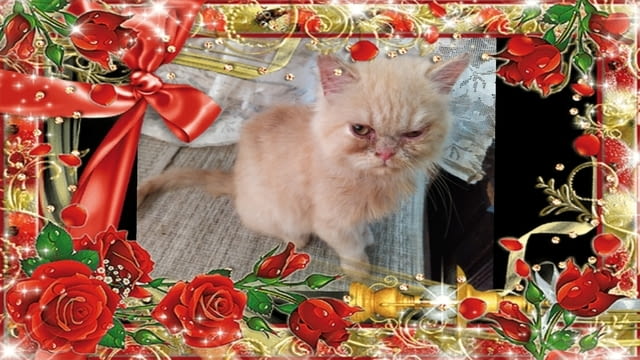 Промоция персийски дългокосмести малки котета златна чинчила зелени очи разкошни чаровни любимци! - снимка 4