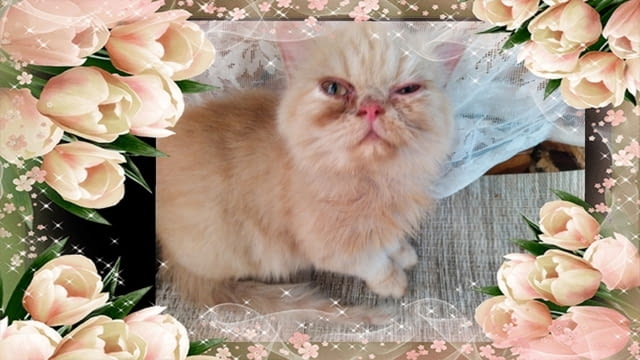 Промоция персийски дългокосмести малки котета златна чинчила зелени очи разкошни чаровни любимци! - снимка 5