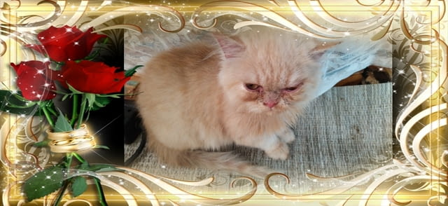 Промоция персийски дългокосмести малки котета златна чинчила зелени очи разкошни чаровни любимци! - снимка 6