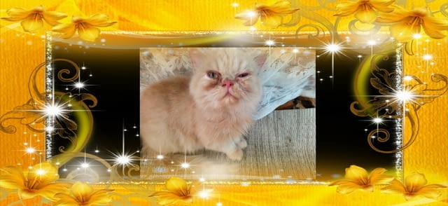 Промоция персийски дългокосмести малки котета златна чинчила зелени очи разкошни чаровни любимци! - снимка 8