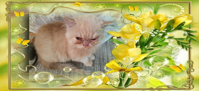 Промоция персийски дългокосмести малки котета златна чинчила зелени очи разкошни чаровни любимци! - снимка 9