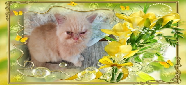 Промоция персийски дългокосмести малки котета златна чинчила зелени очи разкошни чаровни любимци! - снимка 10