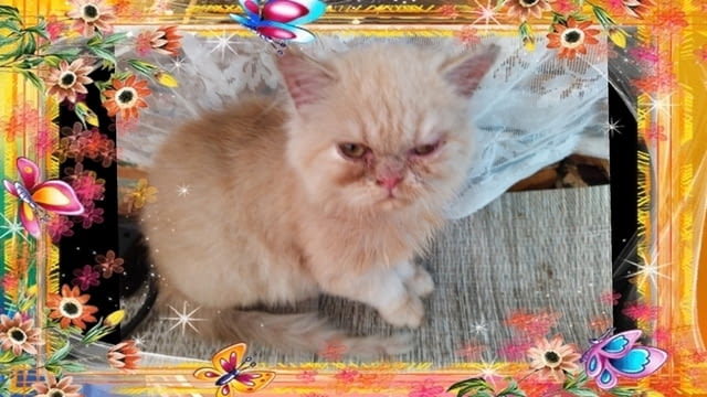 Промоция персийски дългокосмести малки котета златна чинчила зелени очи разкошни чаровни любимци! - снимка 11