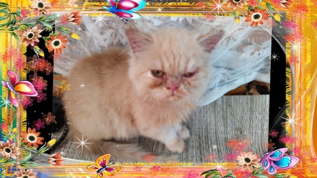 Промоция персийски дългокосмести малки котета златна чинчила зелени очи разкошни чаровни любимци! - снимка 12