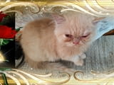 Промоция персийски дългокосмести малки котета златна чинчила зелени очи разкошни чаровни любимци!