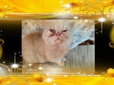 Промоция персийски дългокосмести малки котета златна чинчила зелени очи разкошни чаровни любимци!