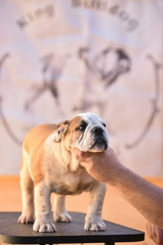 Английски булдог Bulldog, 2 Months, Vaccinated - Yes - city of Izvun Bulgaria | Dogs - снимка 4