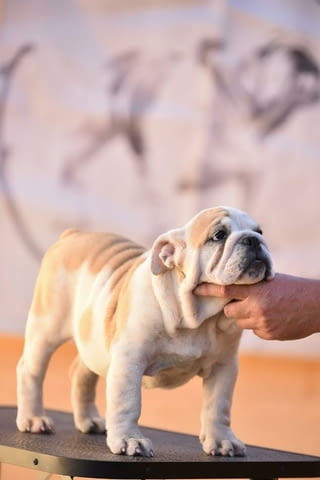 Английски булдог Bulldog, 2 Months, Vaccinated - Yes - city of Izvun Bulgaria | Dogs - снимка 5