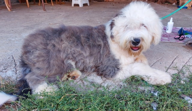 Бобтейл мъжки скали Bobtail, 6 Months, Vaccinated - Yes - city of Sofia | Dogs - снимка 1