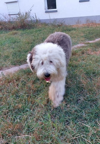 Бобтейл мъжки скали Bobtail, 6 Months, Vaccinated - Yes - city of Sofia | Dogs - снимка 3