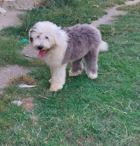 Бобтейл мъжки скали Bobtail, 6 Months, Vaccinated - Yes - city of Sofia | Dogs - снимка 4