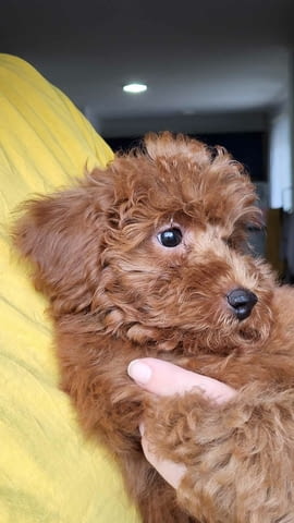 Мини пудел кученца за продажба Mini Poodle, Vaccinated - Yes, Dewormed - Yes - city of Izvun Bulgaria | Dogs - снимка 3