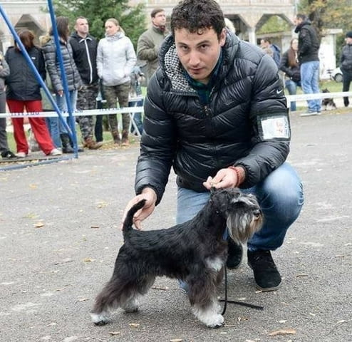 Миниатюрен шнауцер кученца Шнауцер мини, Ваксинирано - Да, Обезпаразитено - Да - град Извън България | Кучета - снимка 2