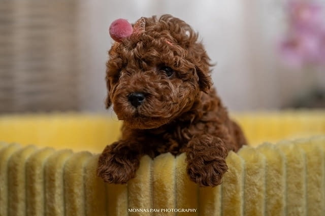 Червено джудже и играчки пудели Mini Poodle, 2 Months, Vaccinated - Yes - city of Izvun Bulgaria | Dogs - снимка 1