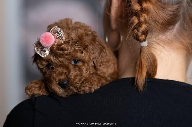 Червено джудже и играчки пудели Mini Poodle, 2 Months, Vaccinated - Yes - city of Izvun Bulgaria | Dogs - снимка 3