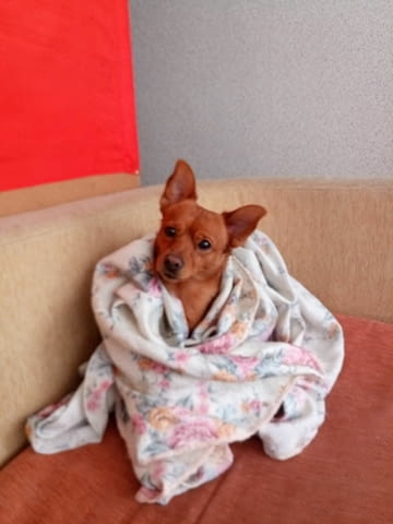 Симпатяга търси дама Chihuahua, Vaccinated - Yes, For Breeding - Yes - city of Sofia | Dogs - снимка 1