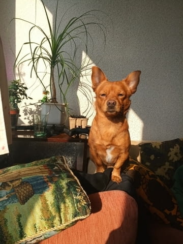 Симпатяга търси дама Chihuahua, Vaccinated - Yes, For Breeding - Yes - city of Sofia | Dogs - снимка 2