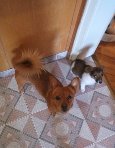 Симпатяга търси дама Chihuahua, Vaccinated - Yes, For Breeding - Yes - city of Sofia | Dogs - снимка 7