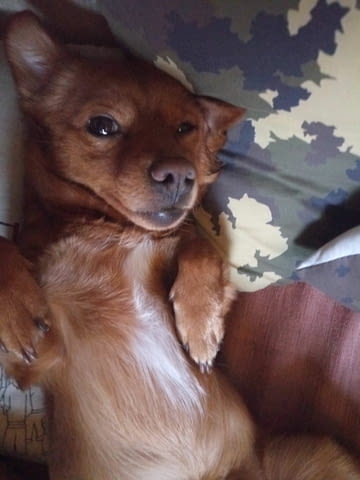 Симпатяга търси дама Chihuahua, Vaccinated - Yes, For Breeding - Yes - city of Sofia | Dogs - снимка 10