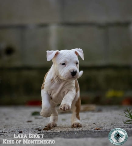 Американски стафорд териер кученца American Staffordshire Terrier, Vaccinated - Yes, Dewormed - Yes - city of Izvun Bulgaria | Dogs - снимка 4