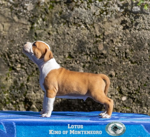 Американски стафорд териер кученца Американски стафордширски териер, Ваксинирано - Да, Обезпаразитено - Да - град Извън България | Кучета - снимка 6