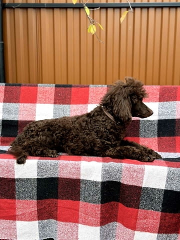 Голям кралски пудел Пудел голям (кралски), 3 месеца, Ваксинирано - Да - град Варна | Кучета - снимка 2