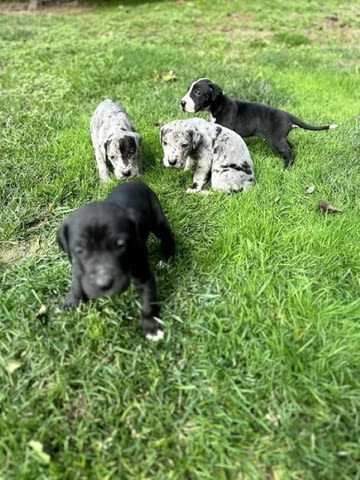 Great Dane offspring with high quality of care and pedigree, village Malka Vеrеya - снимка 1