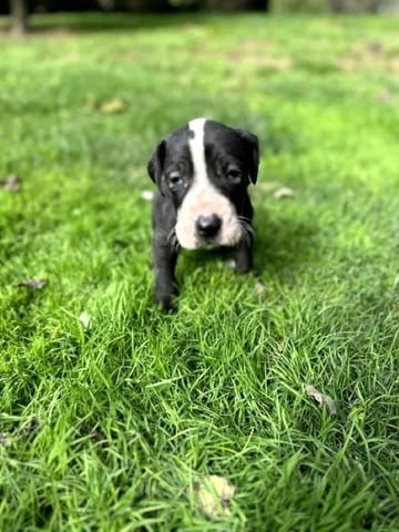 Great Dane offspring with high quality of care and pedigree, village Malka Vеrеya - снимка 5