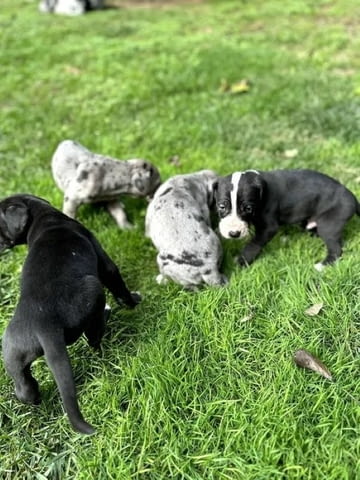 Great Dane offspring with high quality of care and pedigree, village Malka Vеrеya - снимка 6