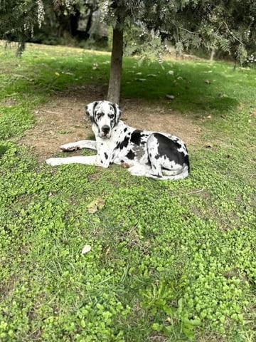 Great Dane offspring with high quality of care and pedigree, village Malka Vеrеya - снимка 7