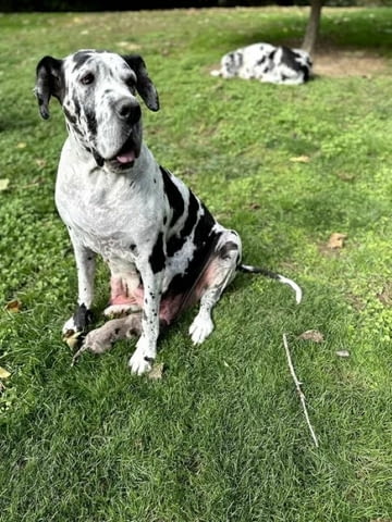 Great Dane offspring with high quality of care and pedigree, village Malka Vеrеya - снимка 8