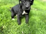 Great Dane offspring with high quality of care and pedigree