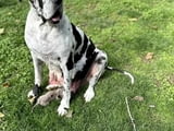 Great Dane offspring with high quality of care and pedigree