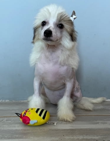 Китайско голо качулато Китайско голо качулато куче, 3 месеца, Ваксинирано - Да - град Варна | Кучета - снимка 1