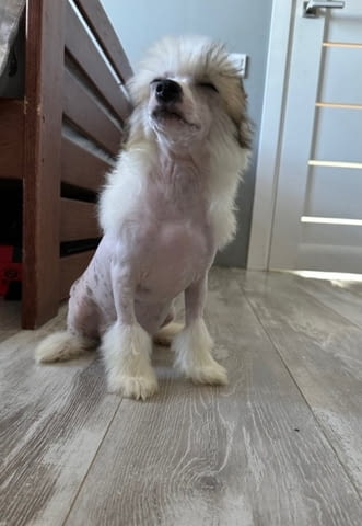 Китайско голо качулато Chinese Nude Crested Dog, 3 Months, Vaccinated - Yes - city of Varna | Dogs - снимка 2